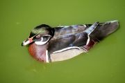 Canard au vert