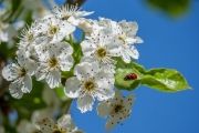 Coccinelles amoureuses