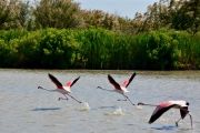 Flamands roses en approche