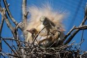 Sous la protection de maman